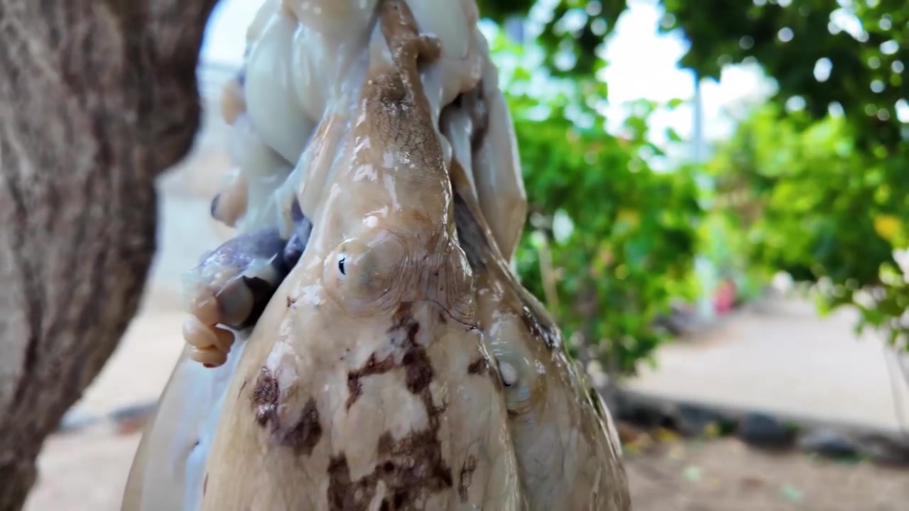 Primo piano di polpi appena pescati appesi verticalmente, che mostrano texture marine naturali e metodi di pesca artigianali tradizionali.
