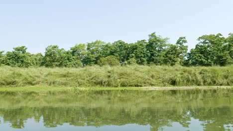 rainforest in the national park chitwan, nepal.