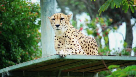 Gepard-Ruht-Auf-Einem-Metalldeck-Im-Zoo---Aufnahme-Aus-Niedrigem-Winkel