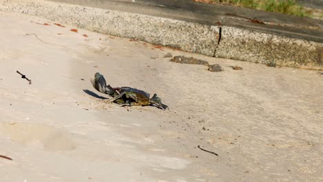 crab scurrying across sandy beach terrain