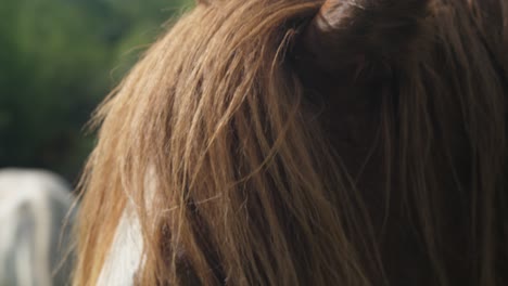 close-up of horse ears and mane in natural outdoor setting