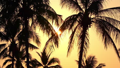 golden sunset through palm tree branches