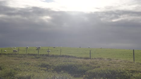 static shot of a herd of sheep grazing in the icelandic countryside under sun