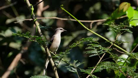 mirando a su alrededor mientras está sentado en una pequeña ramita, el minivet pericrocotus divaricatus es soplado suavemente por una suave brisa en el parque nacional de khao yai, tailandia