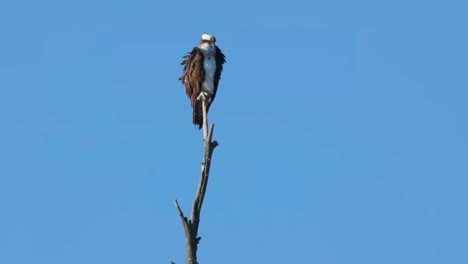 an osprey perched on a branch looking out over the river in island park idaho and he adjusts his wings