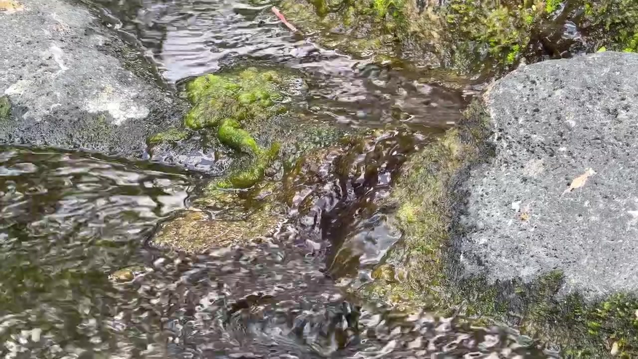 Clear Water Flowing Over Mossy Rocks in a Stream
