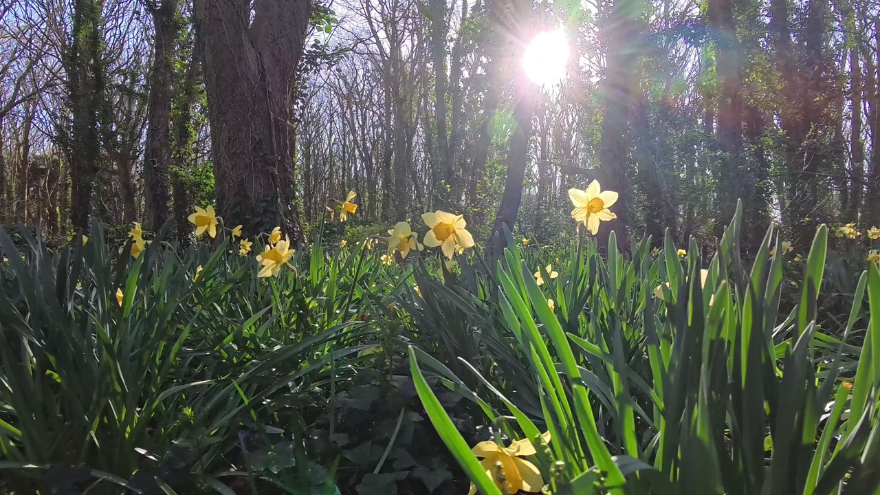Bright blossoming yellow daffodils in sunrise tree shade in lush woodland forest floor spring flower