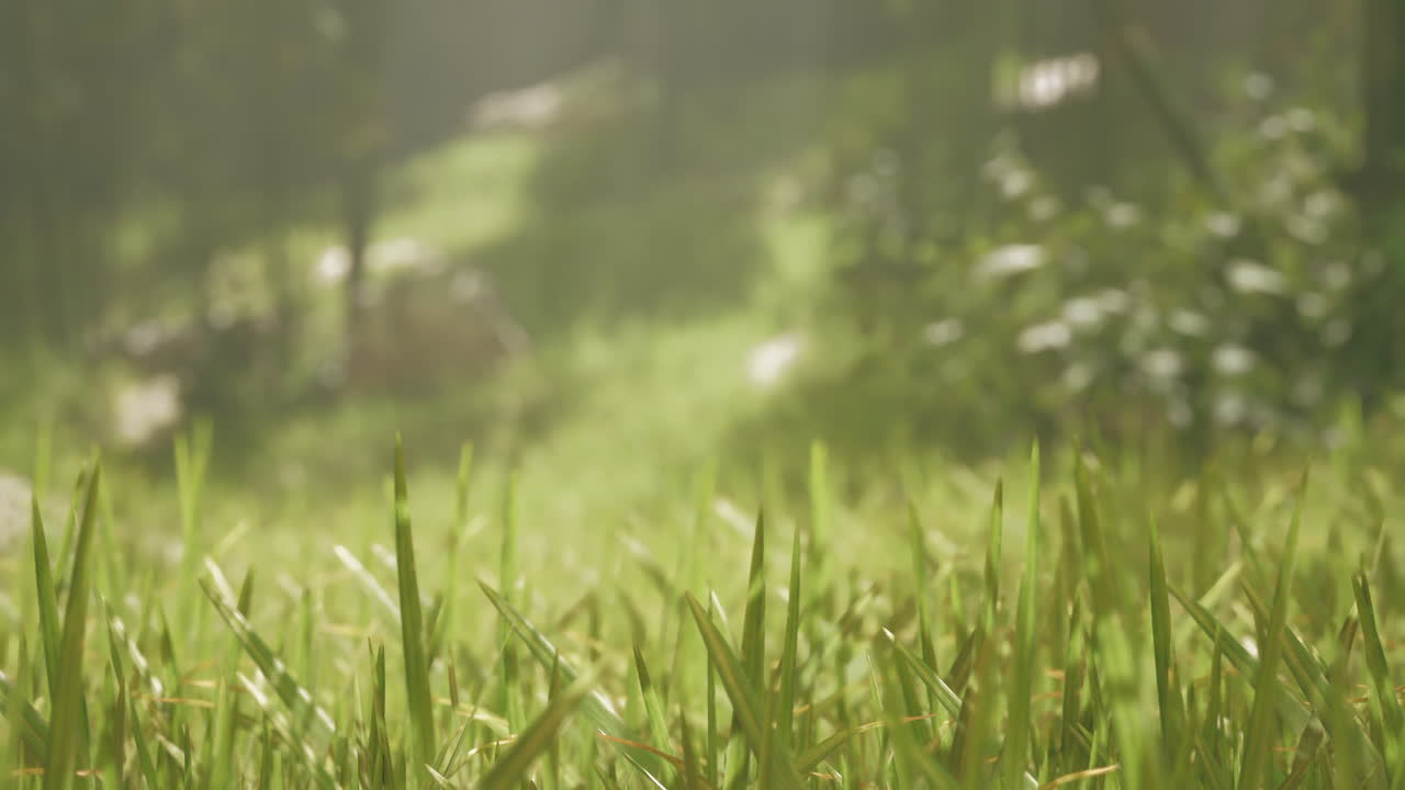 primer plano de la hierba verde en un bosque
