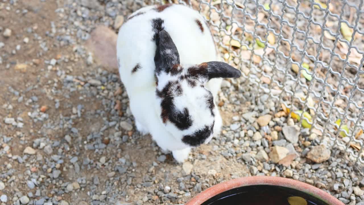 롱 라트 마요름 시장 에서 토끼 를 먹는 것