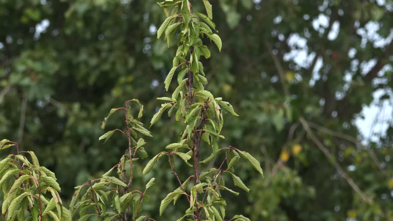 estornino despegando de lo alto de un árbol