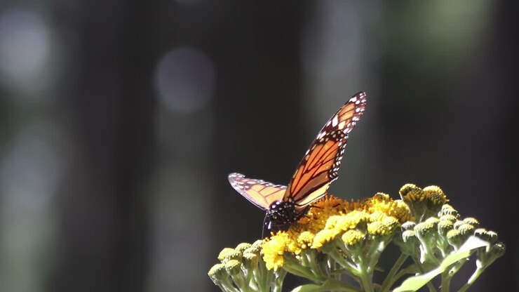 Monarch butterflies in mexico nature sanctuary