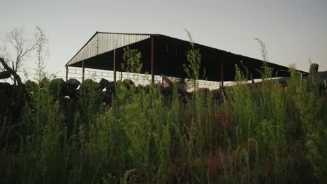 Tin-shed-with-a-rock-wall-and-fescue-in-the-foreground-during-early-morning-light