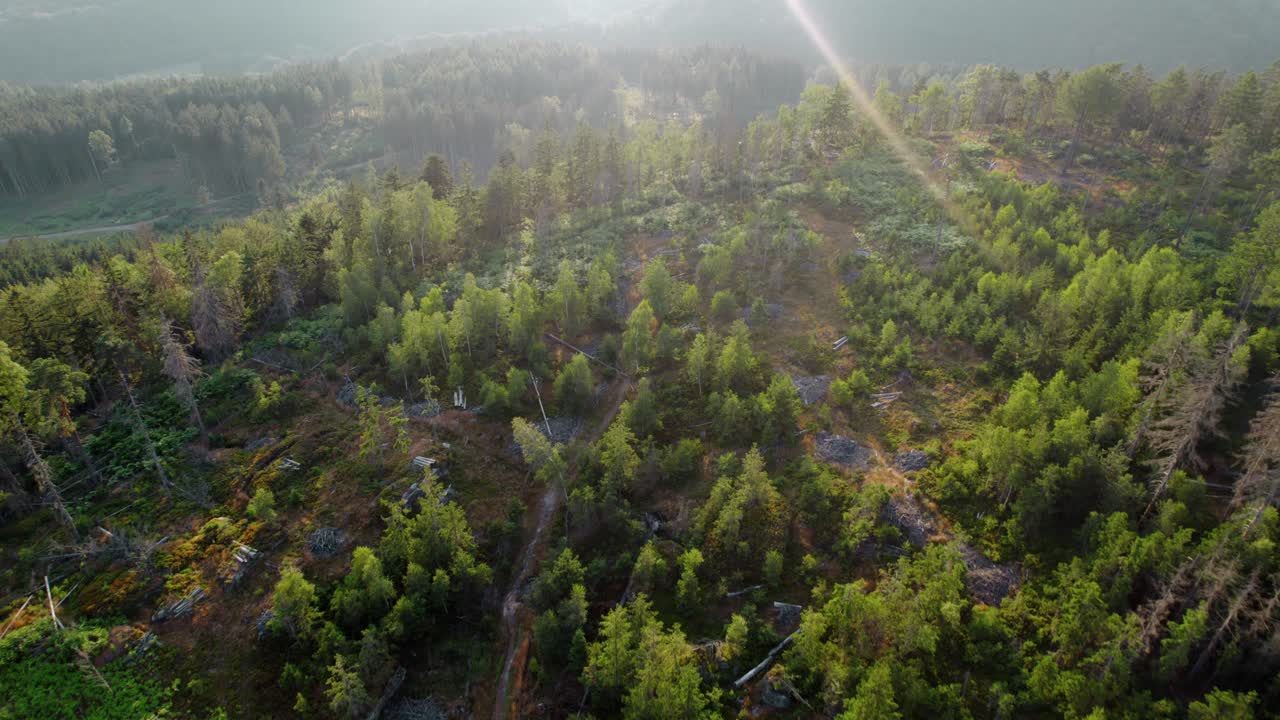 Aerial View of a Partially Logged Forest