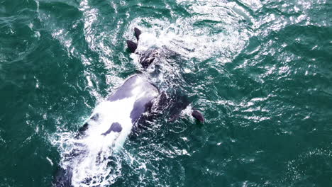 ballena franca con aletas deformadas flotando en la espalda, la cría jugando