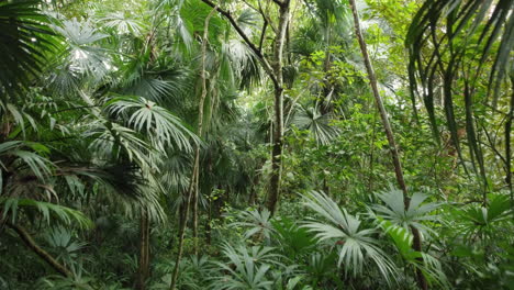 Zwischen-Bäumen-In-Einem-Dichten-Wald-Hindurchfliegen