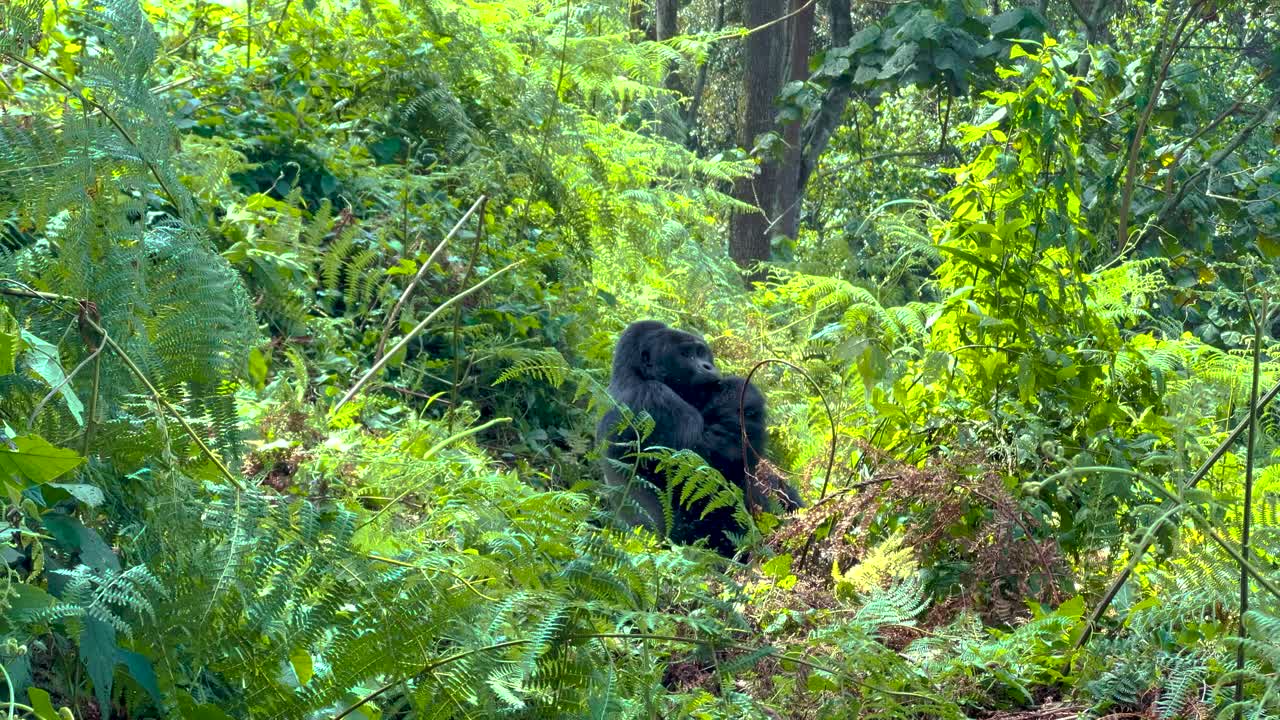 Gorilla di montagna selvatico parzialmente nascosto da felci e piante della foresta pluviale nel Parco Nazionale Impenetrabile di Bwindi, Uganda, catturato durante un'esperienza di gorilla trekking nel suo habitat naturale.