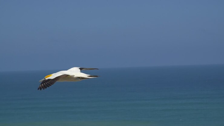 Flying Gannet Bird
