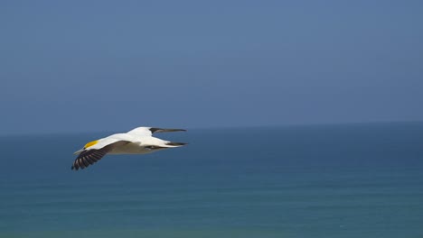 flying gannet bird