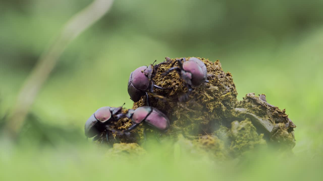 escarabajos de estiércol luchando de cerca en áfrica en el parque nacional de serengeti en tanzania, insectos rodando bola de estiércolo, insectos increíbles en safari de vida silvestre africana, tiro de ángulo bajo en el suelo