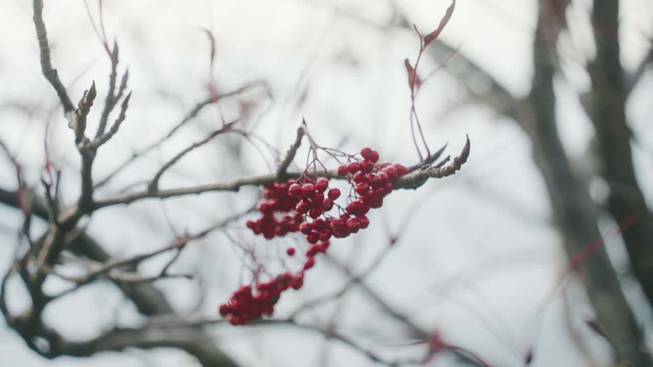 racimos de cerezas rojas en ramas sin hojas de un árbol marchito durante la temporada de otoño