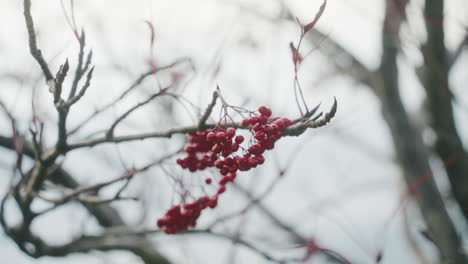 Bündel-Roter-Kirschen-Auf-Blattlosen-Zweigen-Eines-Verwelkten-Baumes-Während-Der-Herbstsaison