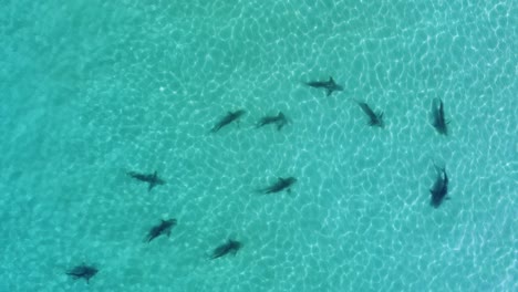 vista aérea sobre tiburones nadando en aguas turquesas poco profundas - de arriba hacia abajo, disparo de drones