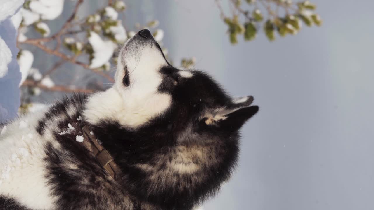вертикальный крупный план чистокровного аляскинского маламута на фоне зимней природы