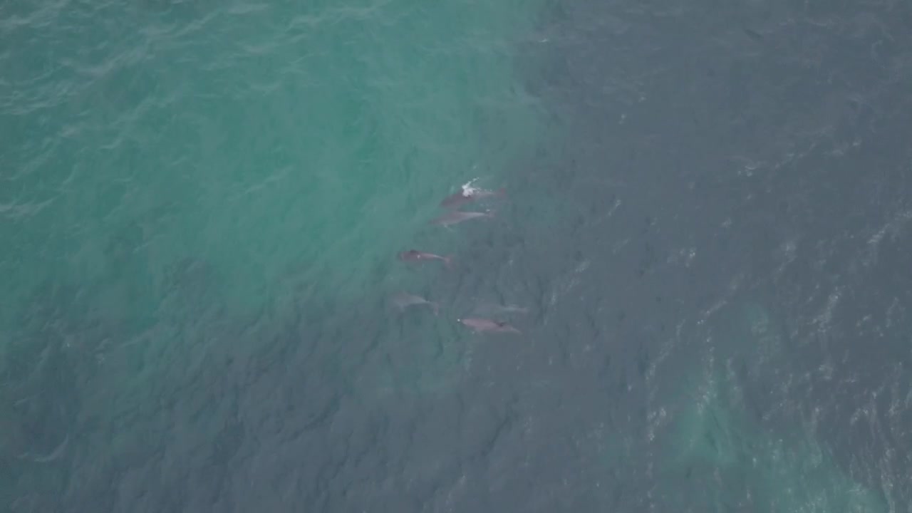 Dolphins engaging in sexual play in shallow water off the coast of Western Australia
