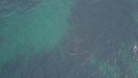 Dolphins engaging in sexual play in shallow water off the coast of Western Australia