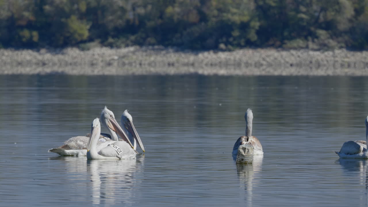 Australian Pelicans on a Lake