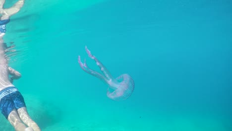 jellyfish close shot underwater greece gopro