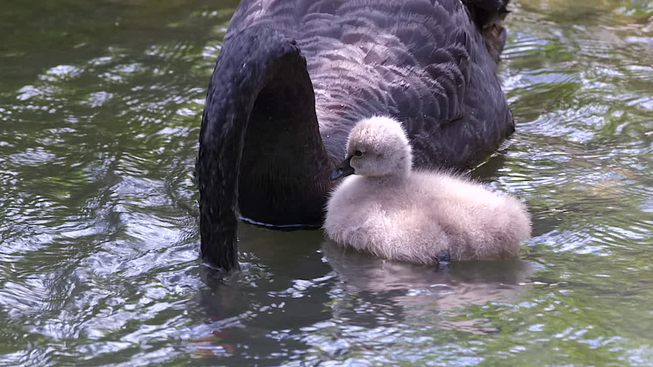 An adorable baby swan, cygnet swimming beside an adult black swan in a lake - slow motion