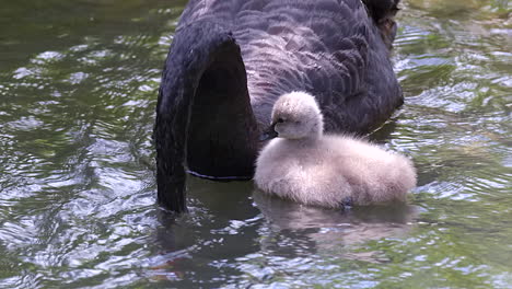 an adorable baby swan, cygnet swimming beside an adult black swan in a lake - slow motion