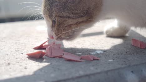 cat eating sausage
