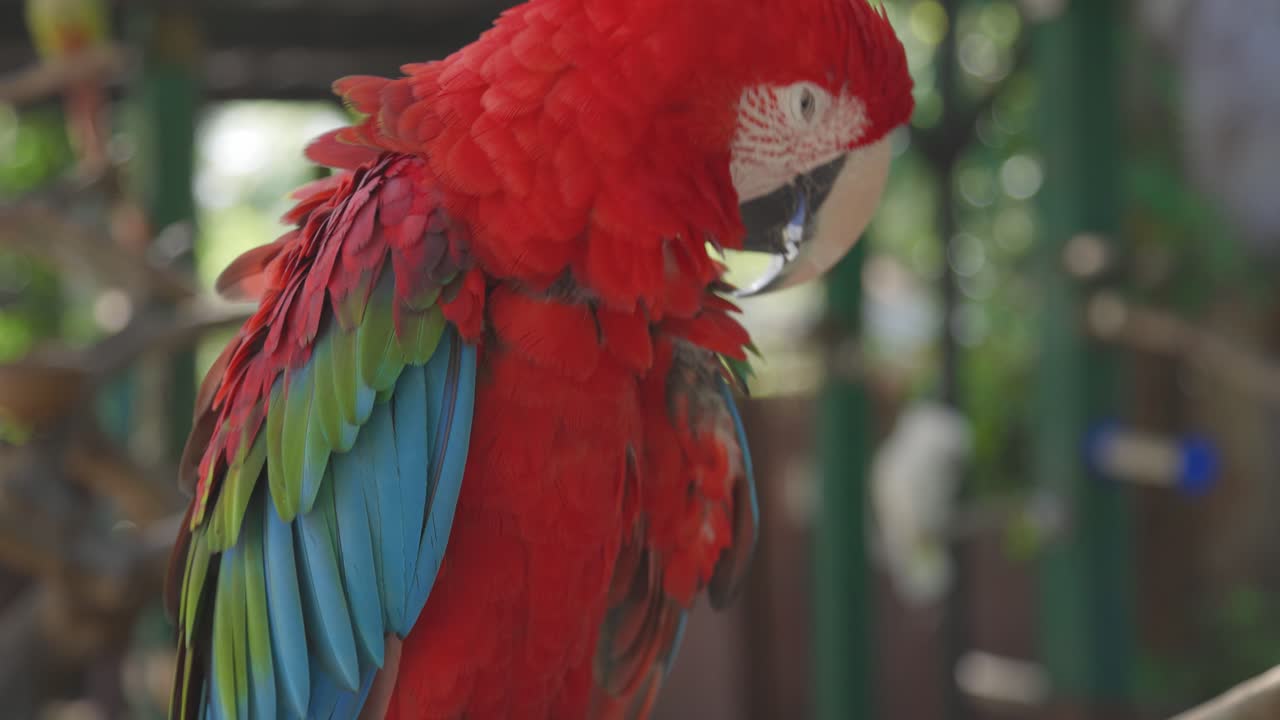 el guacamayo rojo y verde se arregla en cámara lenta