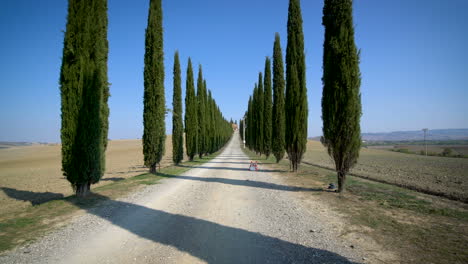 cipreses en fila a lo largo de la carretera de toscana - conductor pov