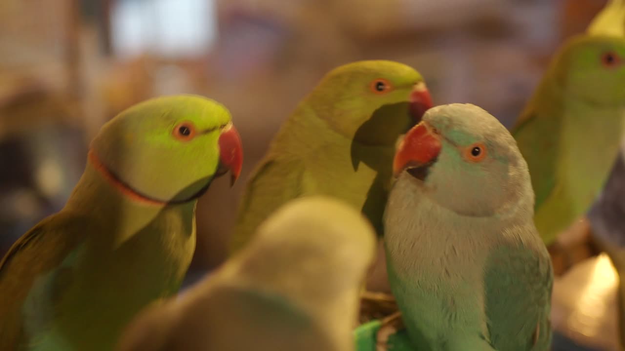 Close-up of Parrots