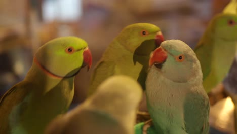 close-up of parrots