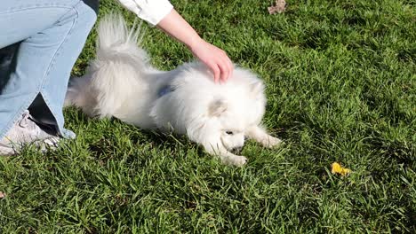 dog being petted and playing on grass