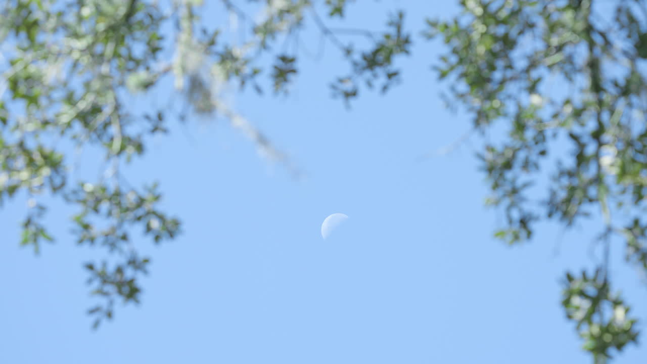 Half Moon Daytime Rack Focus from Mossy Tree