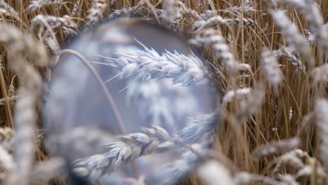 an agronomist inspects the wheat crop yellow ear o 4k 2025 08 04 05 49 56 utc.mov | aged, agribusiness, agricultural, agriculture