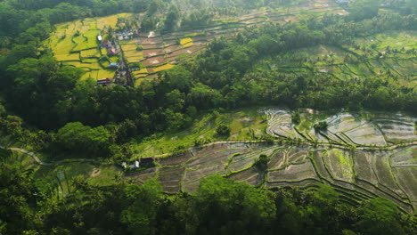 terrace rice fields at sunset, ubud, bali, indonesia, aerial view