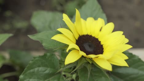 closeup on a sunflower in the summer