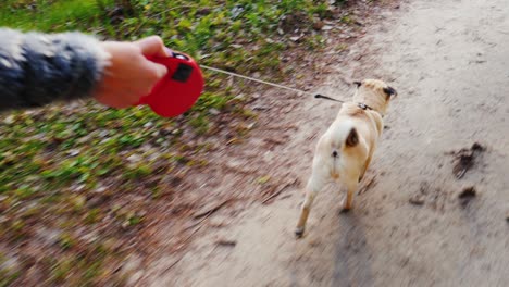 walk your favorite pet - a dog of the pug breed. fun 3-axis stabilized pov video