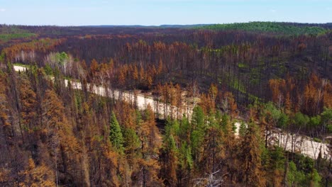 destroyed landscape after wild forest fire, recovery after a natural disaster, aerial flyover