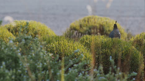 California-Quail-sitting-on-a-bush