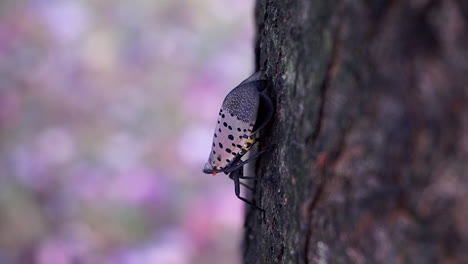 Side-view-of-a-Spotted-Lantern-Fly-on-the-edge-of-a-tree-trunk