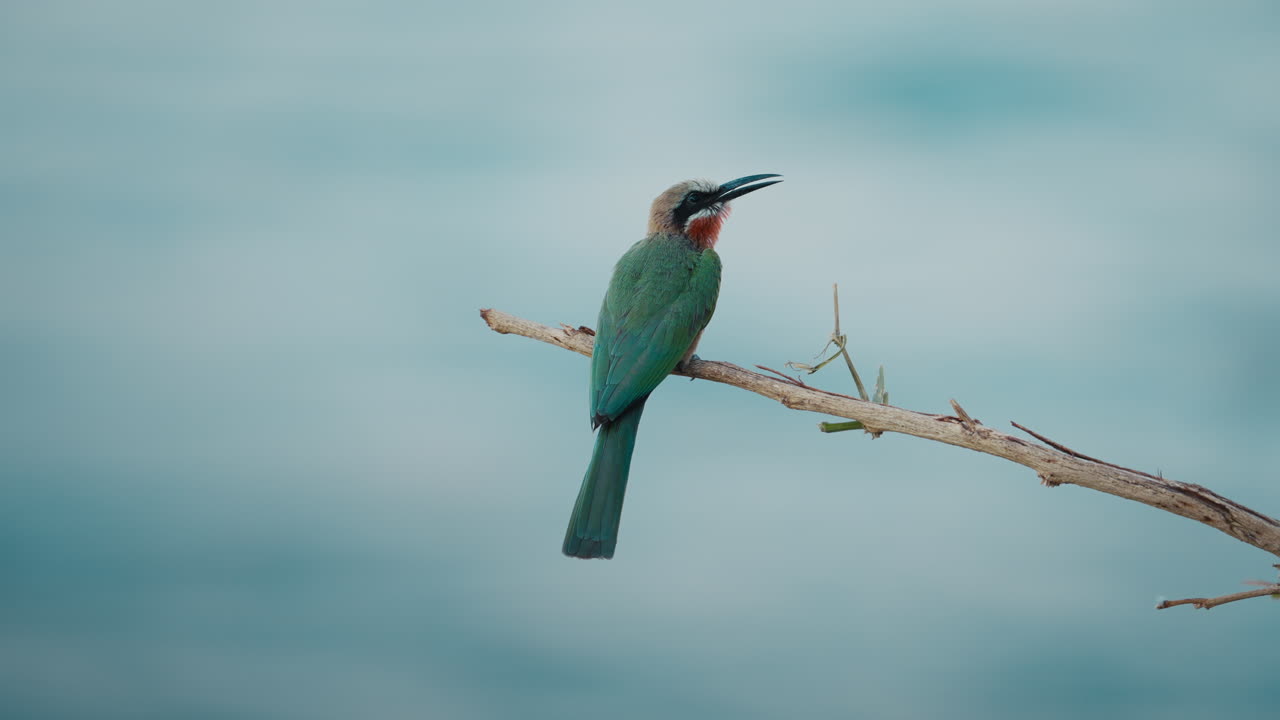 Primo piano di un gruccione appollaiato su un ramo, con il fiume blu leggermente sfocato sullo sfondo