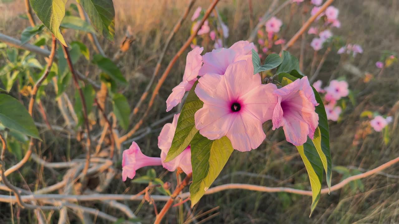 Ipomoea carnea, is a species of morning glory that grows as a bush. This flowering plant has heart-shaped leaves that are a rich green