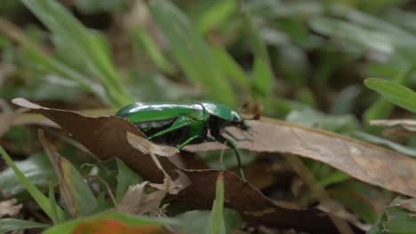 Green-Scarab-Beetle-Climbing-Through-Leaves-On-Rainforest-Floor---macro